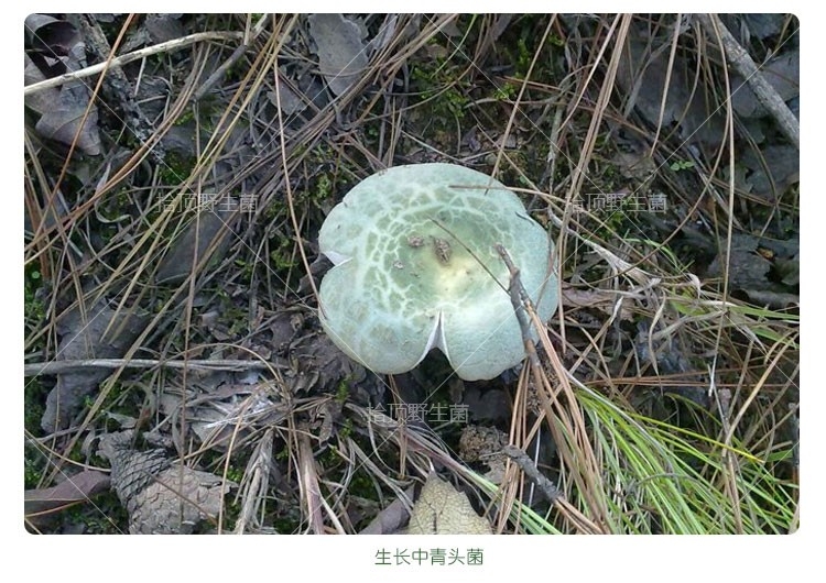 野生青头菌正品干货250g菌类特产蘑菇煲汤材料干菌菇包邮