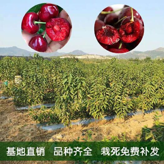 平邑县俄罗斯8号樱桃苗  大量樱桃苗美早红灯俄8号，车厘子等