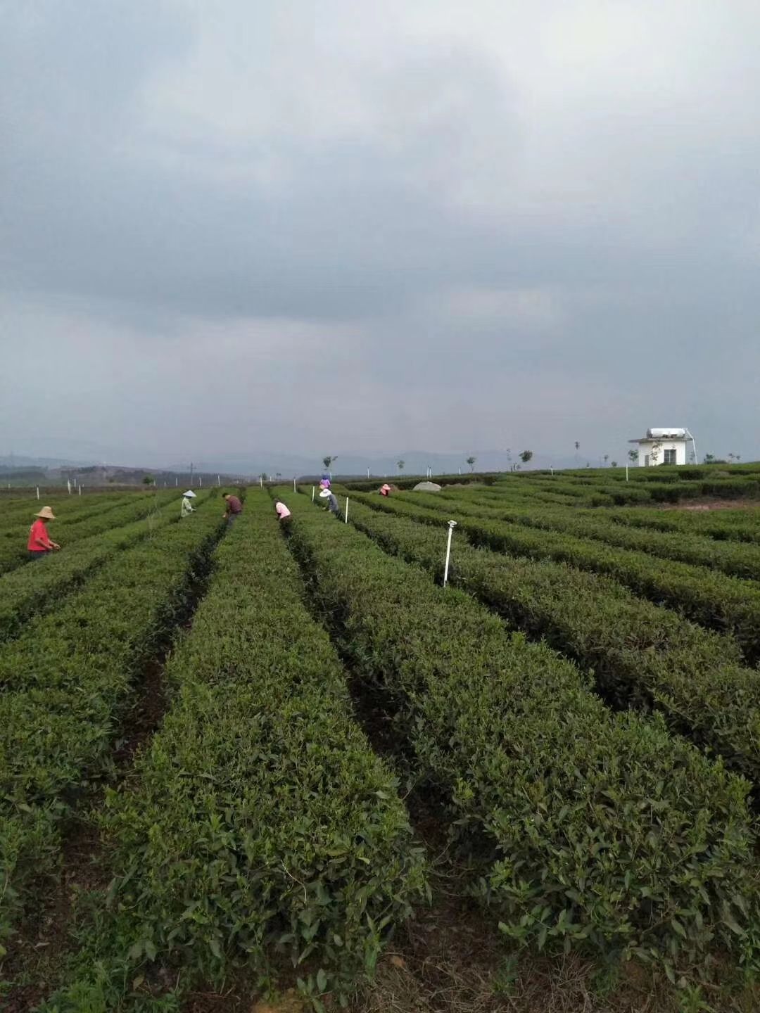 工夫红茶  十二号红茶20年春茶 韶逸红茶叶