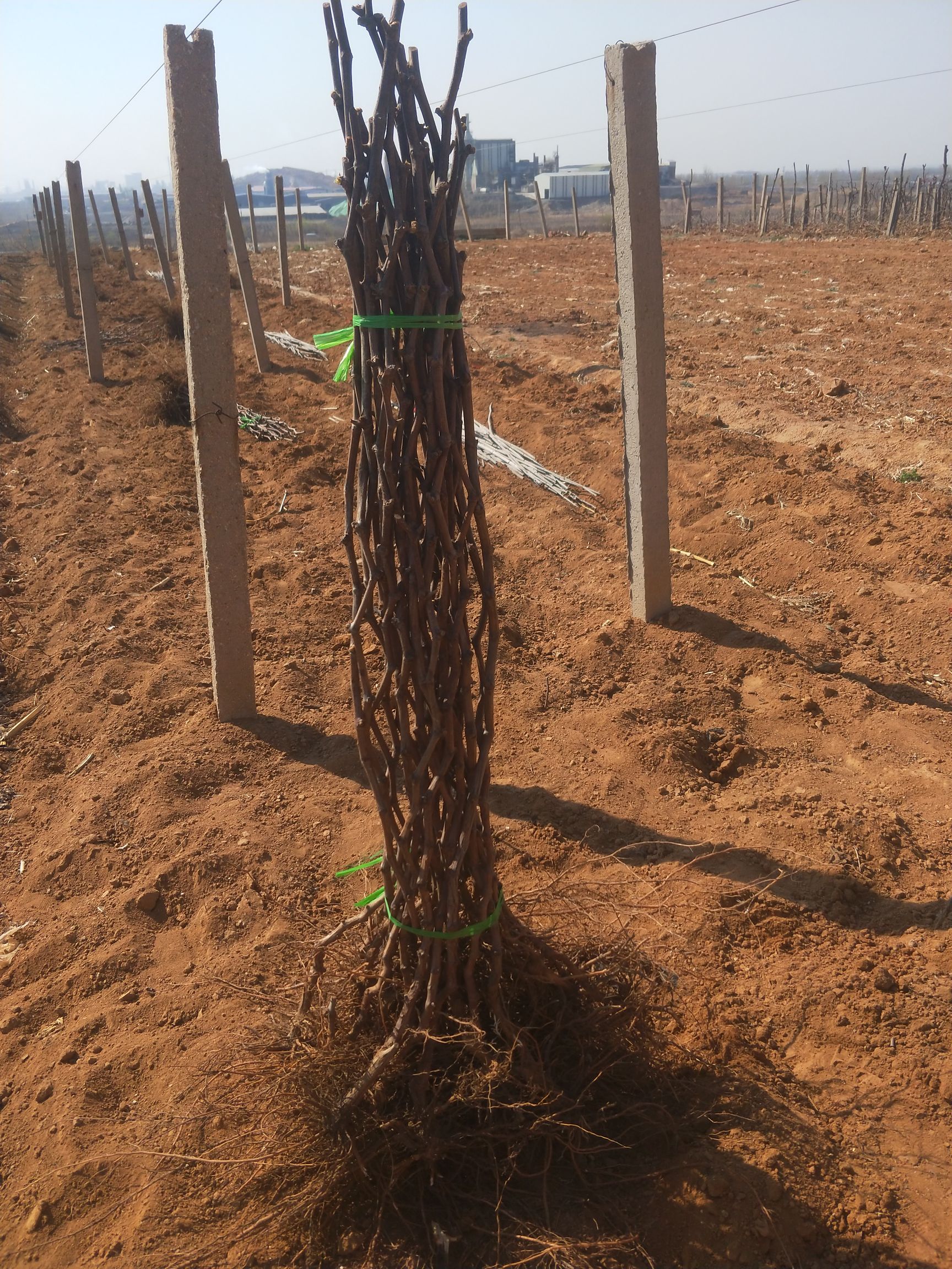 巨峰葡萄苗  2年生当年挂果自家培育葡萄苗   1-10年