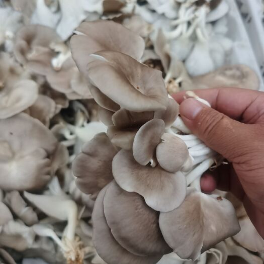 菏泽平菇菌种 常年供应平菇菌棒平菇袖珍菇菌包