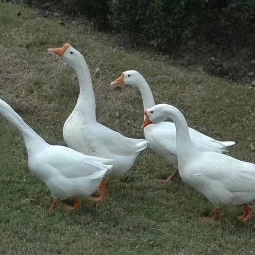 衡阳白鹅苗  白鹅