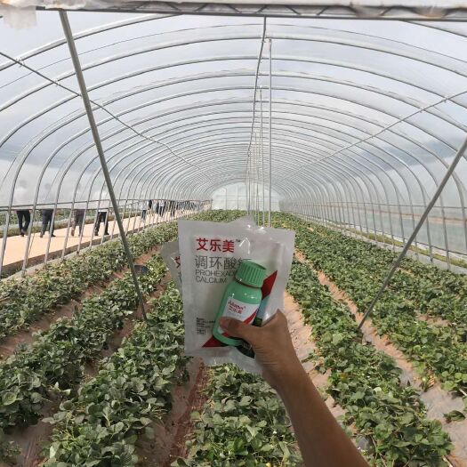 郑州块根茎专用叶面肥 草莓为什么要控旺？提早花芽分化 早开花 早结果