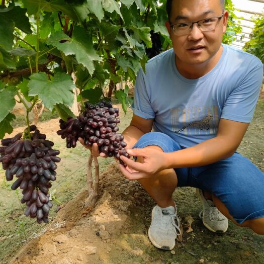 平邑县葡萄盆栽  蓝宝石阳光玫瑰南北方种植阳台庭院盆栽当年结果