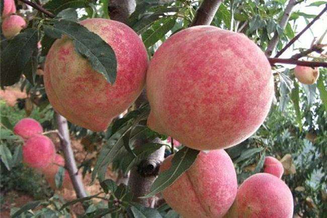 中华寿桃桃树苗  《现挖现发》精品中华寿桃苗，产地直销包邮