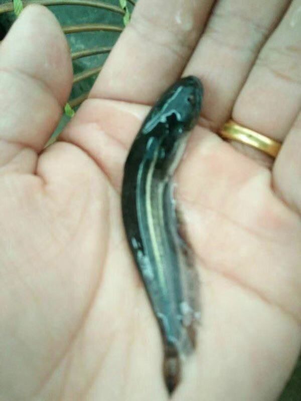 胡子鲶  大量现货批发黄鲶鱼苗