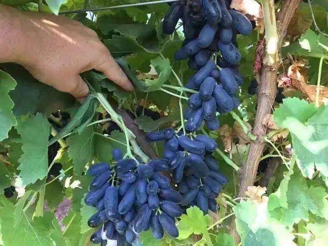 平邑县浪漫红颜葡萄苗  嫁接葡萄苗大量现货各种品种