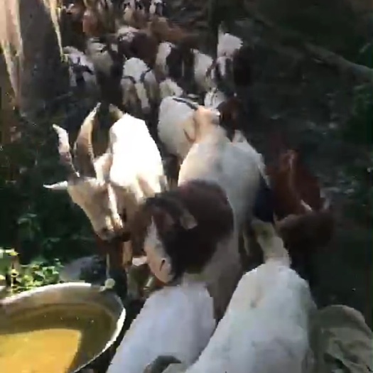 泽州县波尔山羊 纯放养