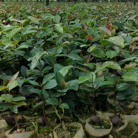 攸县油茶苗  实生