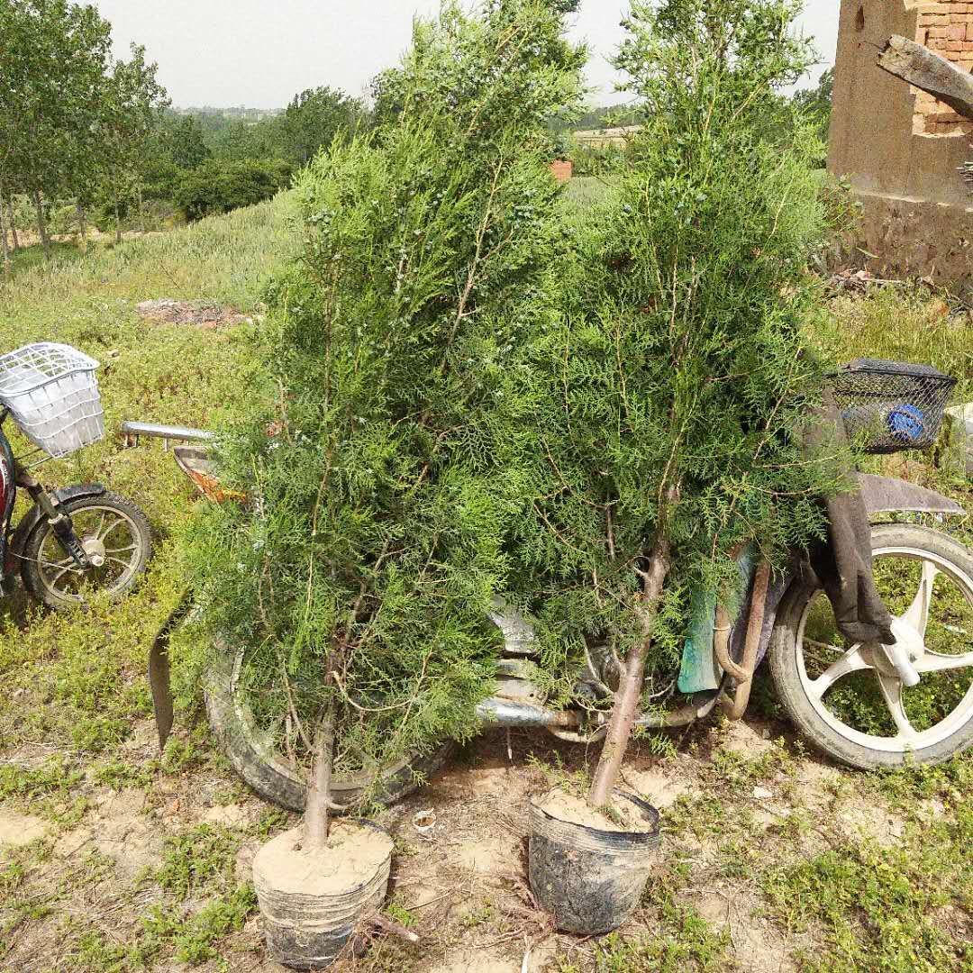  基地直供优质黑松苗