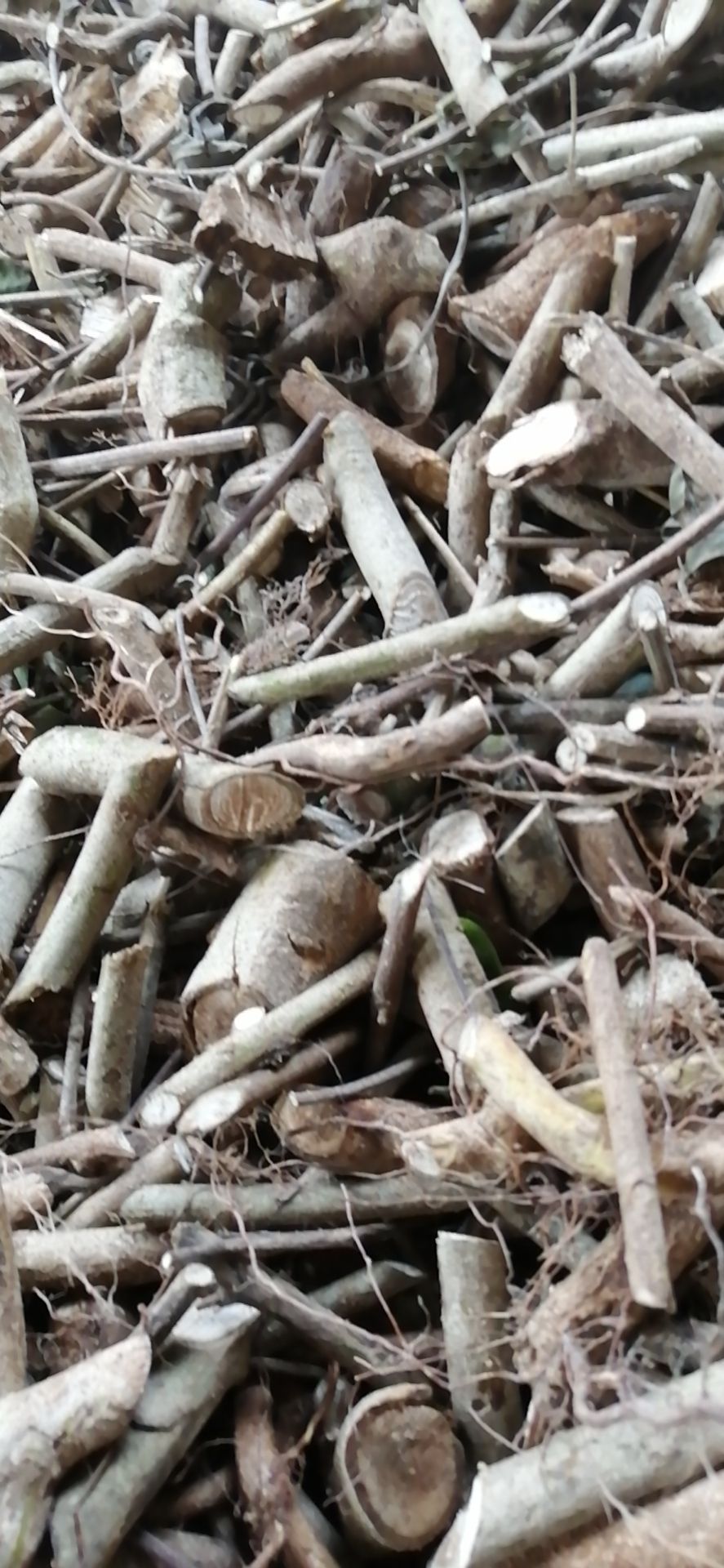 地胆草 地胆头玉叶金花上树龙干货鲜货