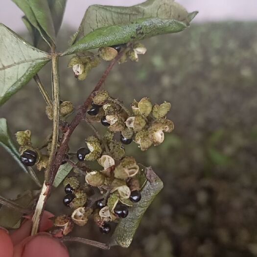 盐源县青花椒  开口百分之75，干活湿货都可以，自家基地直供