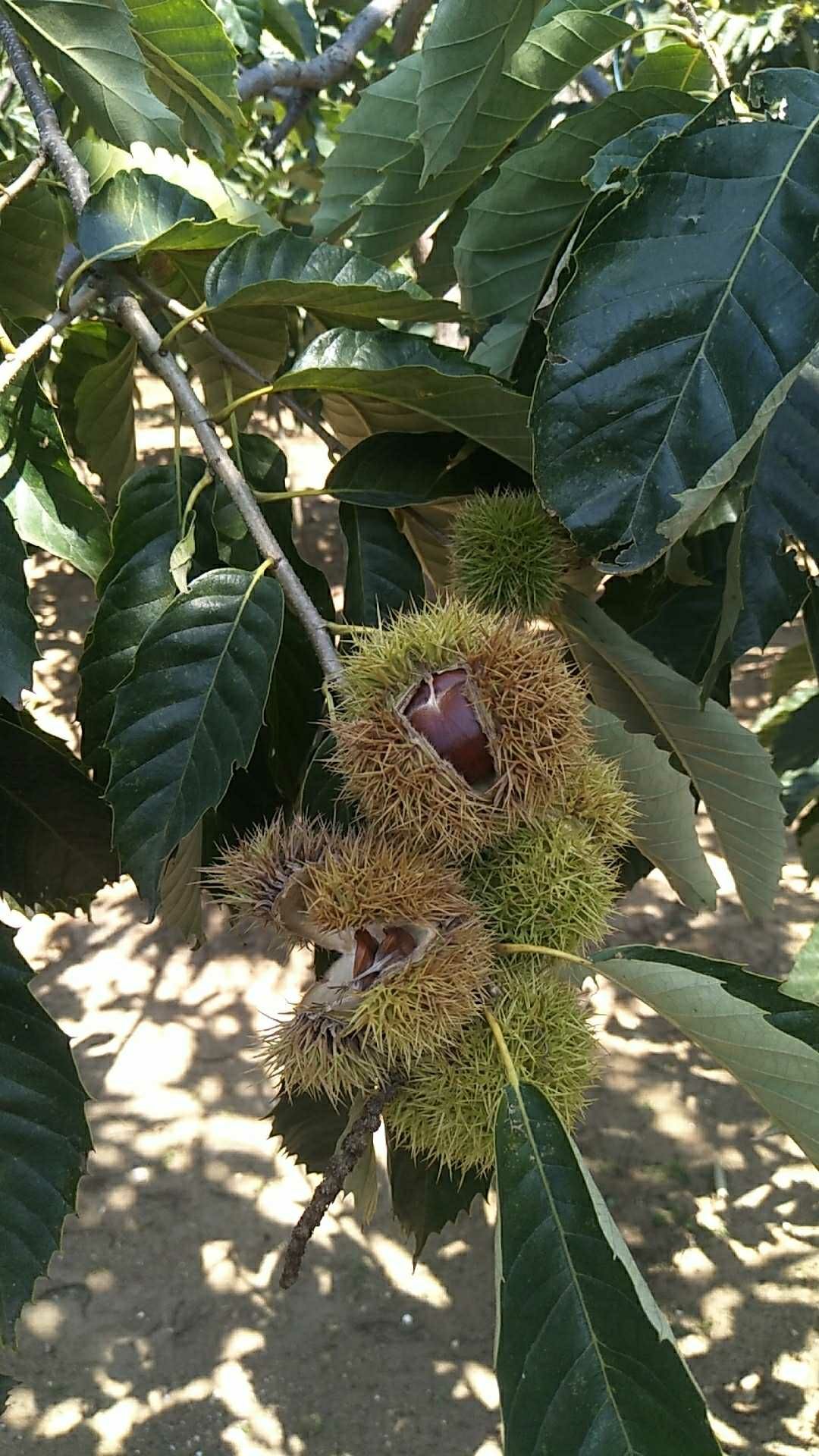 正宗青龙燕山板栗