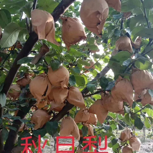 西华县秋月梨 70mm以上 250-300g