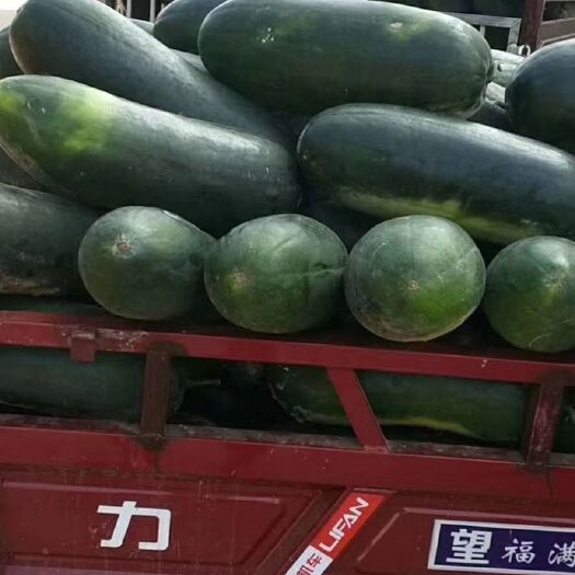 新野县 新野黑皮大冬瓜大量上市