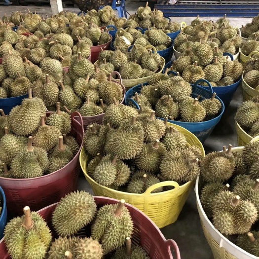 景洪市泰国工厂空运直达金枕榴莲  300件起发 非批发勿扰
