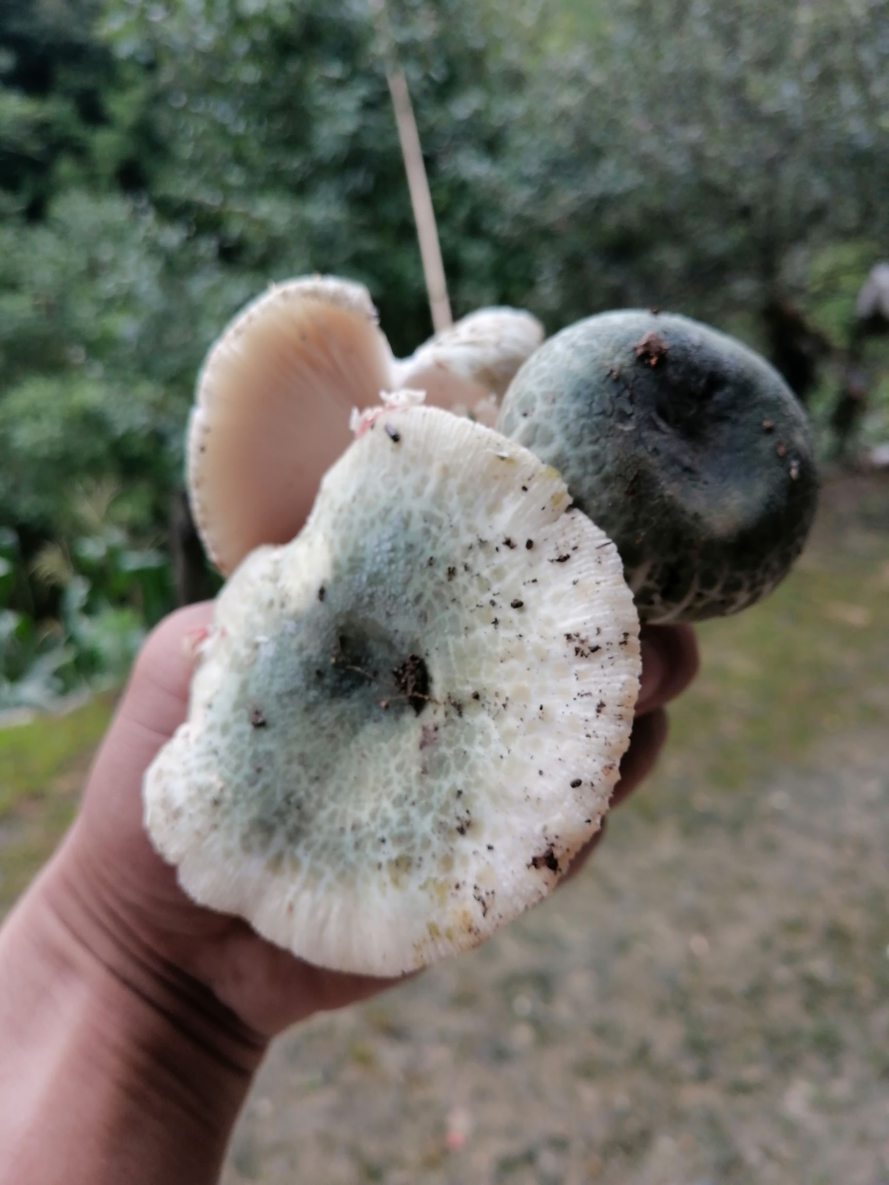 野生青头菌正品干货250g菌类特产蘑菇煲汤材料干菌菇包邮