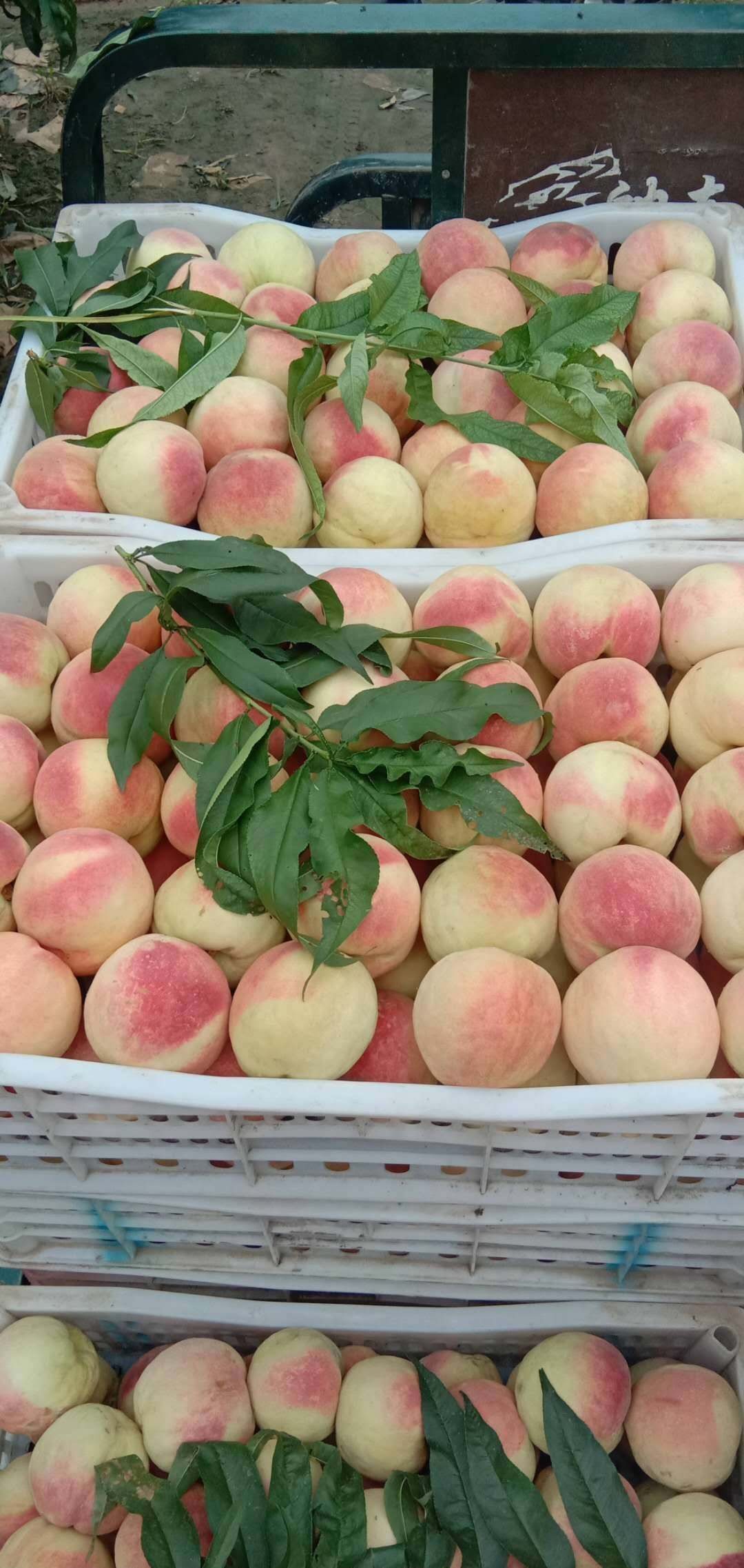 永莲蜜桃  优质
精品永莲米桃子口感好个头大河北邢台威县代办代收