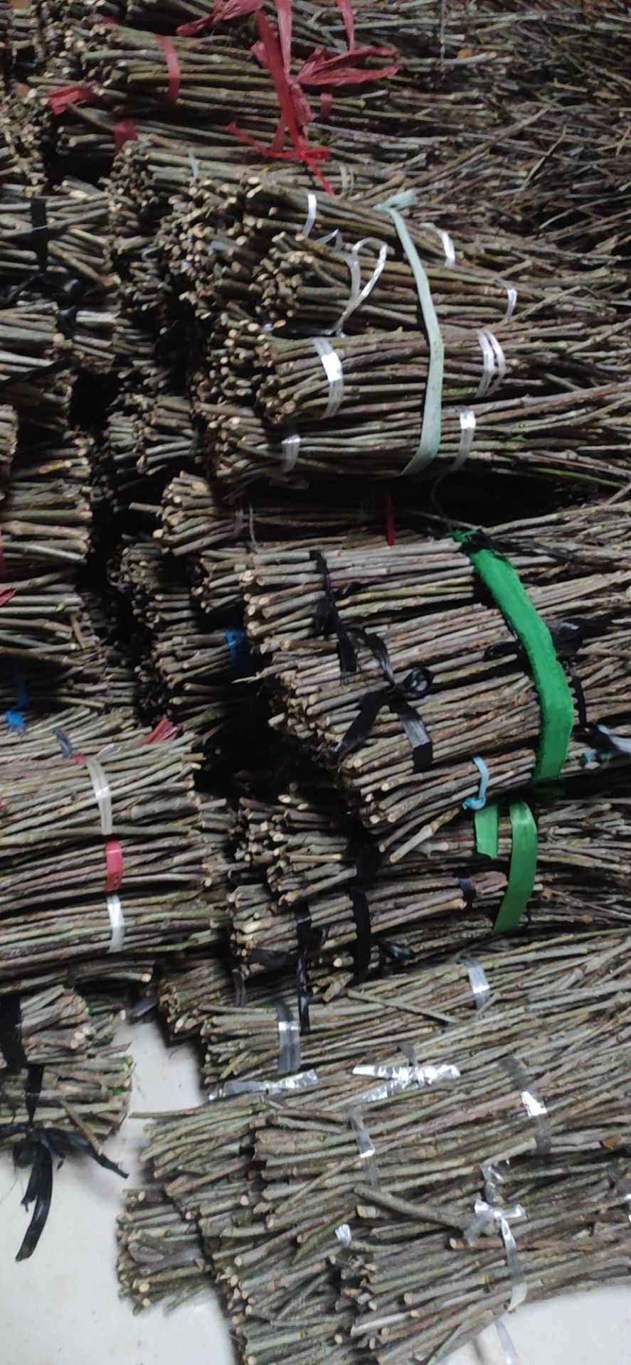 白蜡种子  优质金蝉白蜡卵枝 专业批发金蝉孵化条 常年大量