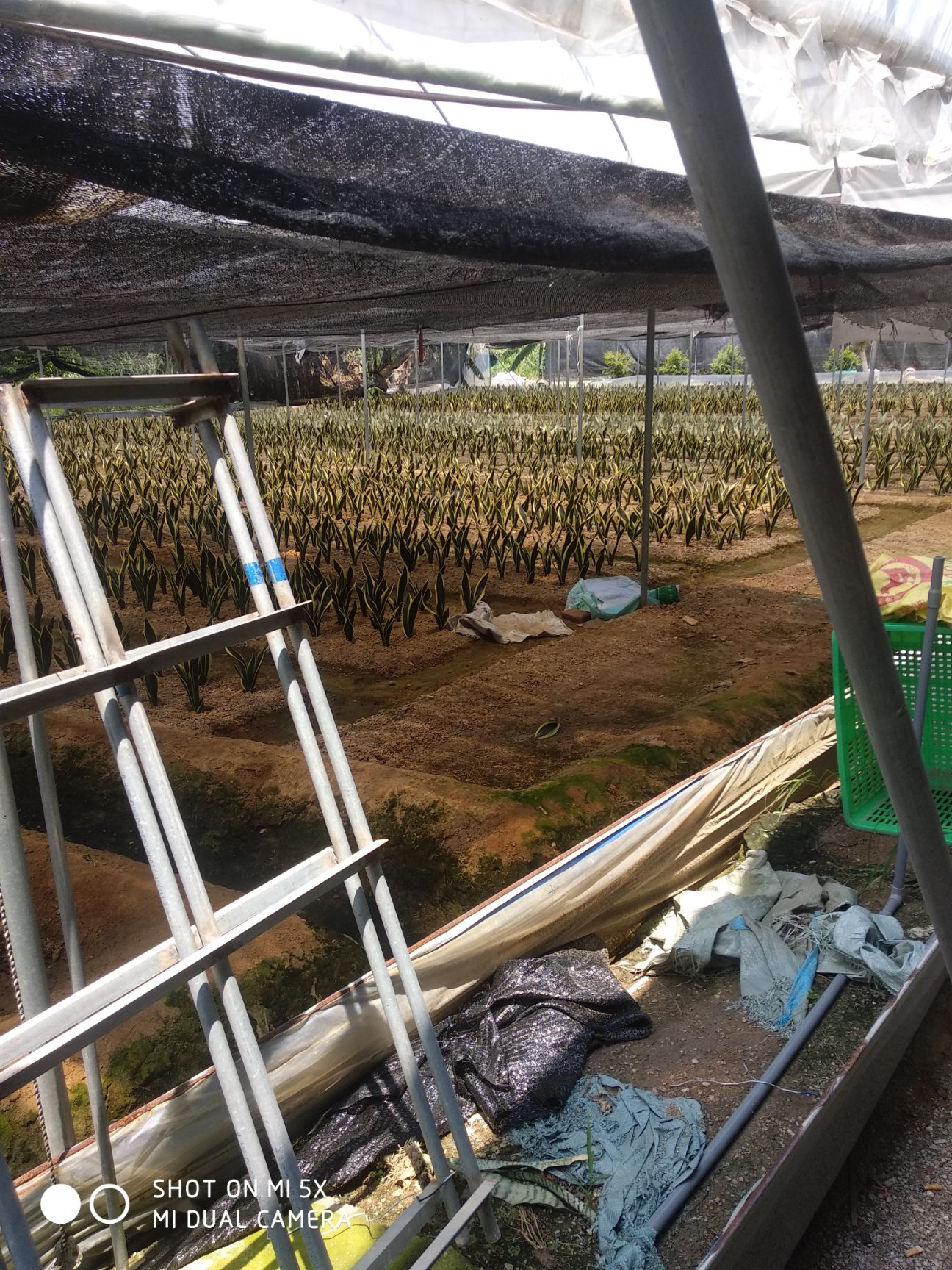 虎皮兰  走过路过千万别错过，进来就是缘分，买不买不要紧，交个朋友