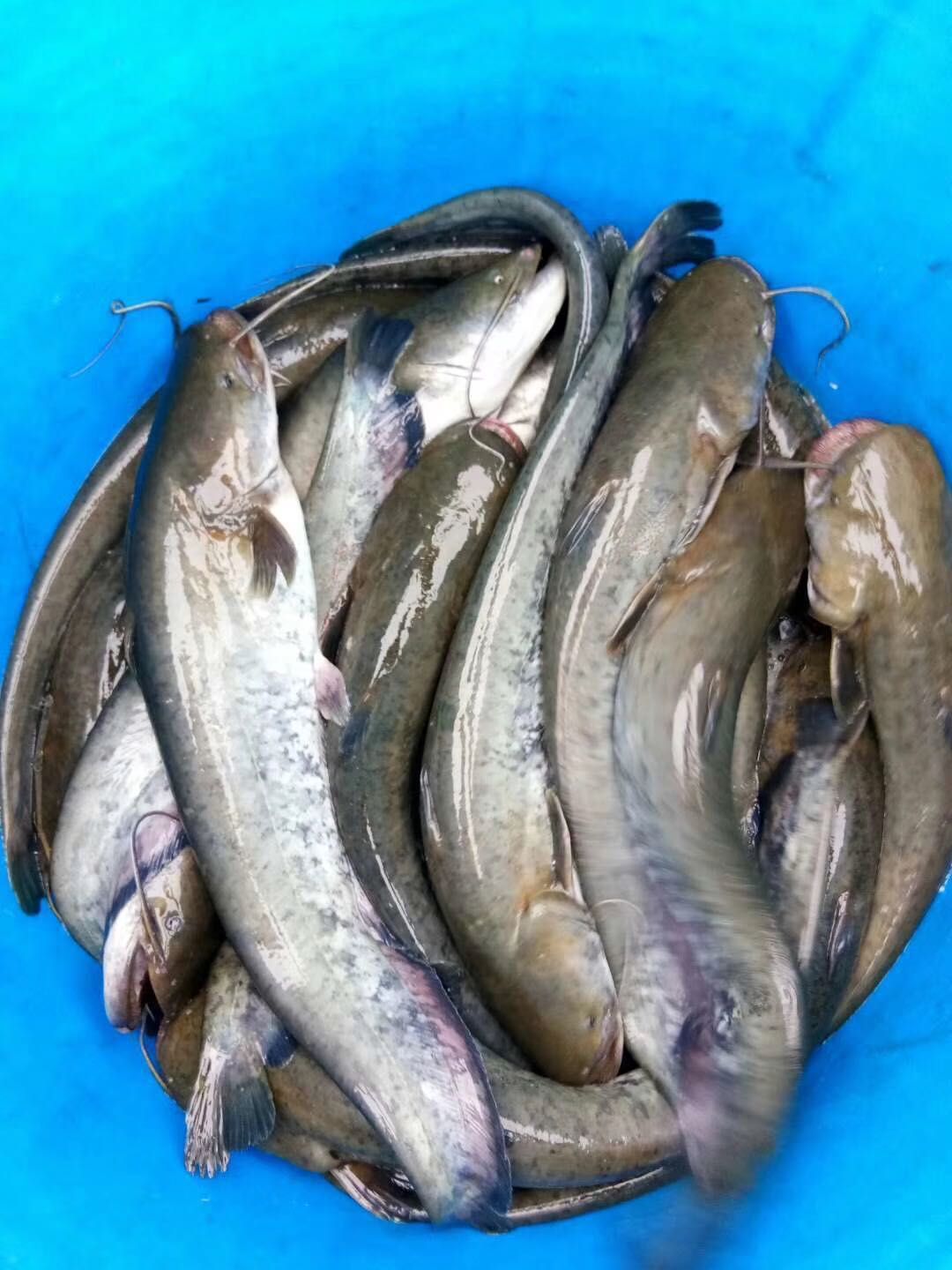 胡子鲶  大量现货批发黄鲶鱼苗