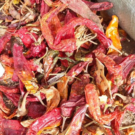 焉耆县花皮干辣椒 