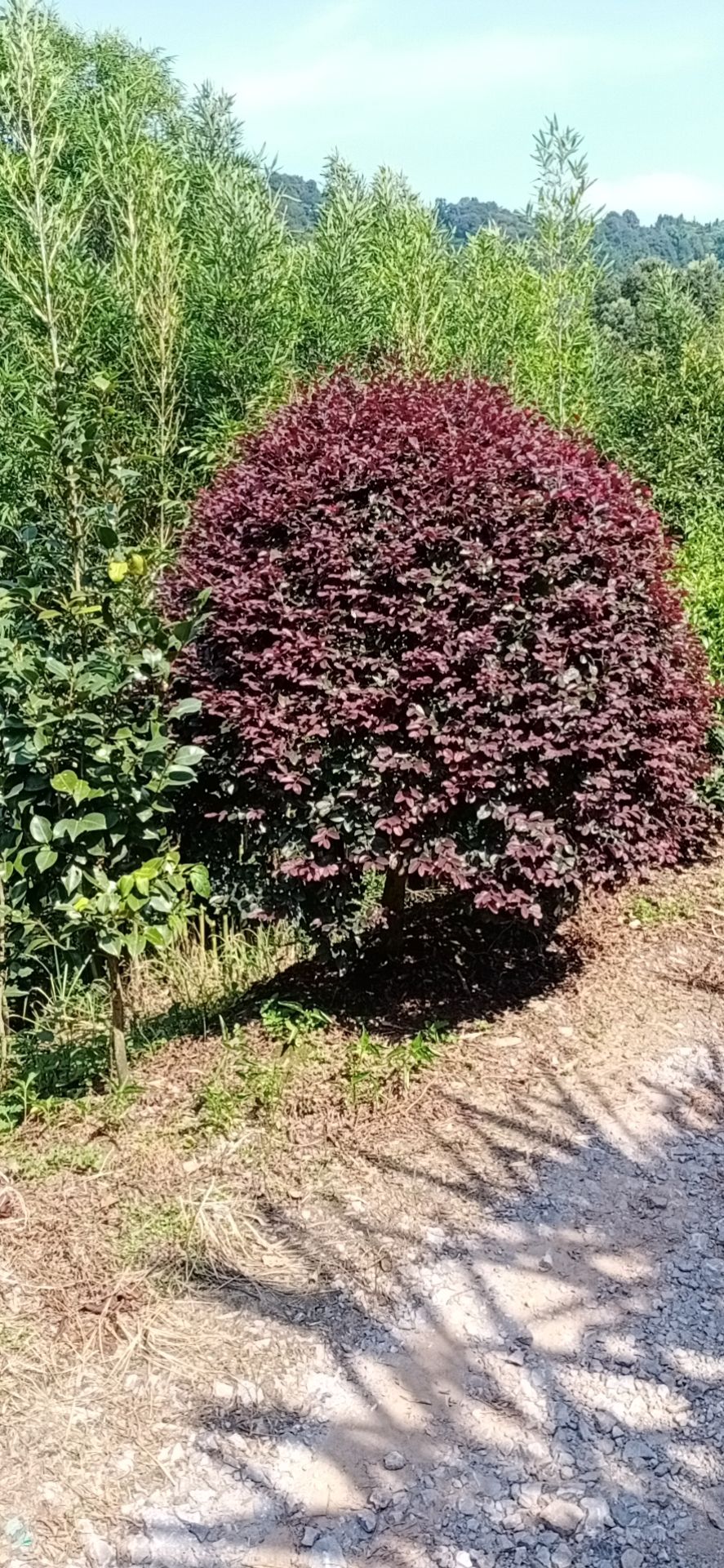 大叶红  红继木，女真，红叶石楠