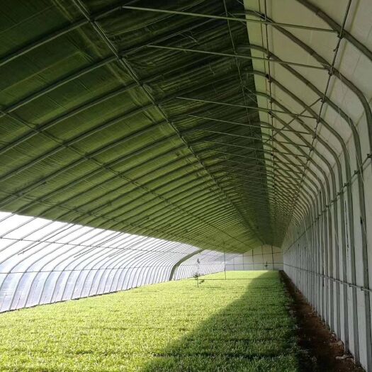天津大棚管大棚配件冷棚暖棚蔬菜棚养殖棚