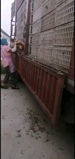 高质量，低价格，优质青年鸡，健康无病，放疫到位，体重达标。