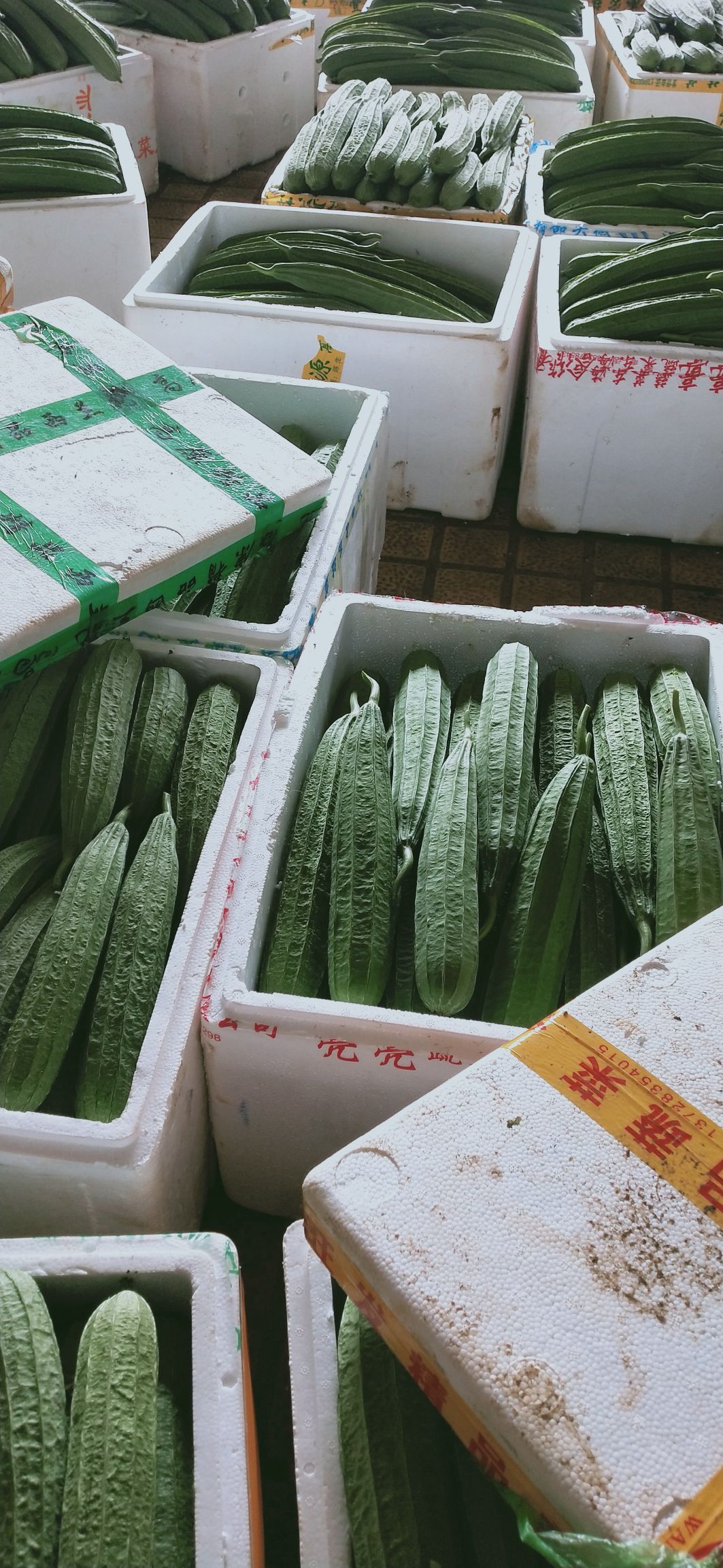 肉丝瓜  丝瓜产地直销，当天摘当天发货，质量保证