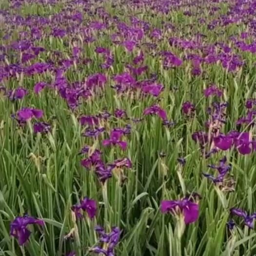 常州地果 花叶玉婵花