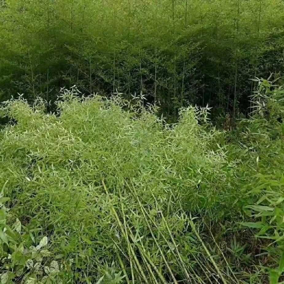 青竹  早园竹  淡竹