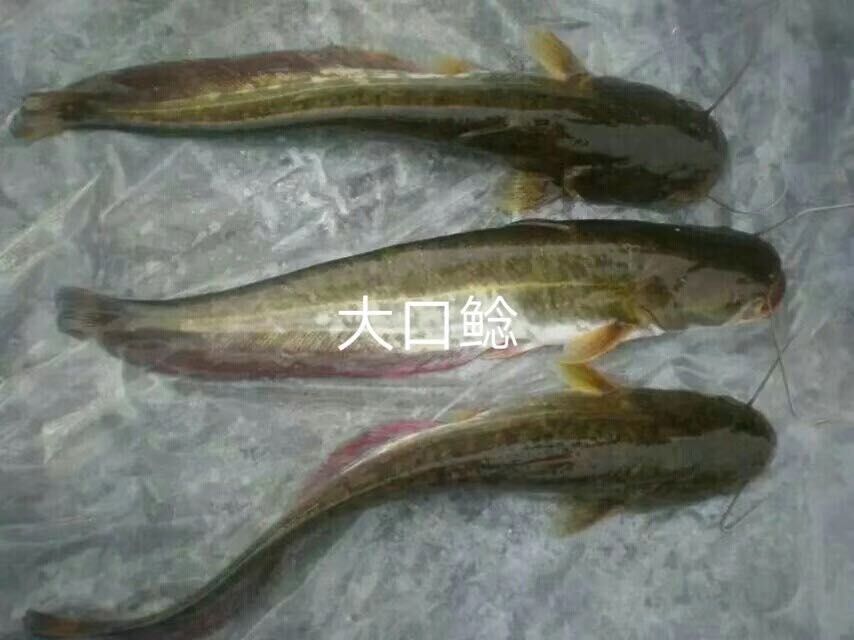 胡子鲶  大量现货批发黄鲶鱼苗