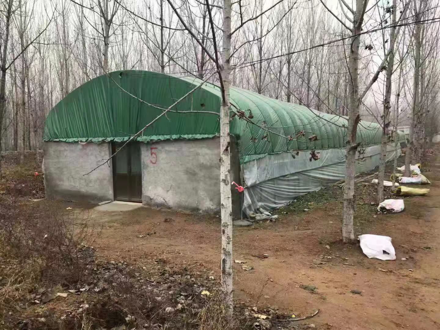 单体拱棚 蔬菜温室大棚厂家直销供应连体大棚免费设计安装