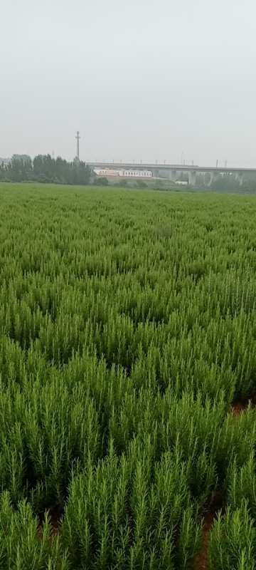 信阳 艾草，迷迭香种植，艾草，迷迭香精油纯露销售