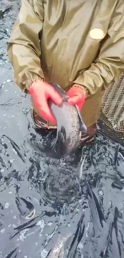 武宁县雄鱼 精品有机花鲢质量品感有保证的鱼
