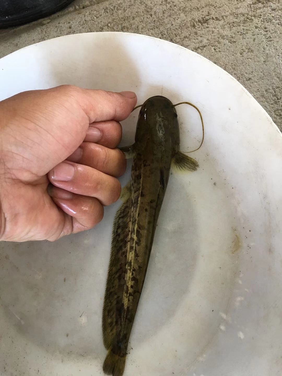 胡子鲶  大量现货批发黄鲶鱼苗
