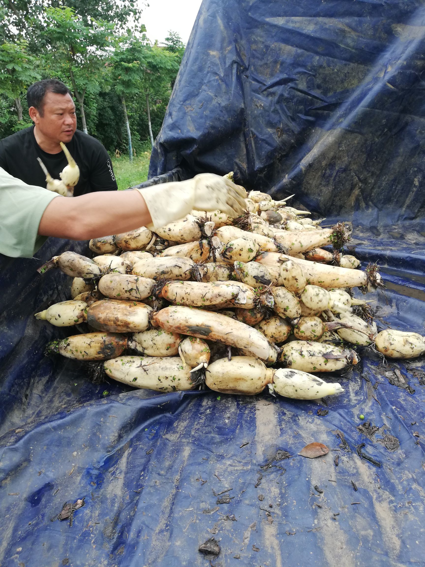 [鄂莲5号批发]3735莲藕 3537品种莲藕价格2.3元/斤 - 惠农网