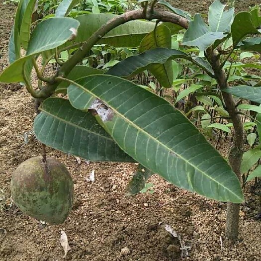 灵山县金煌芒果苗  芒果树苗嫁接芒果苗南方北方种植澳芒四季芒台农芒