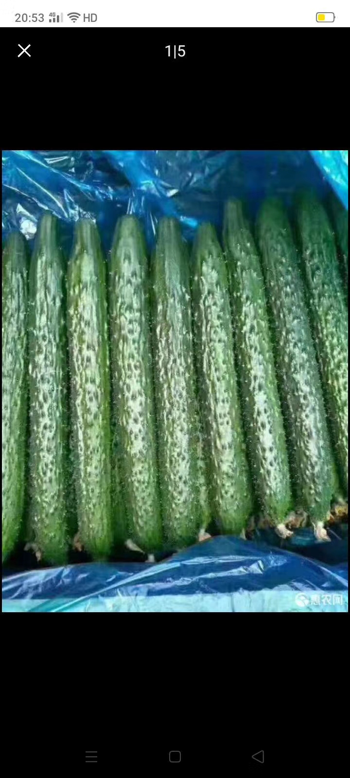 刺黄瓜  德瑞特721黄瓜  黄瓜大量供货中，要的联系。