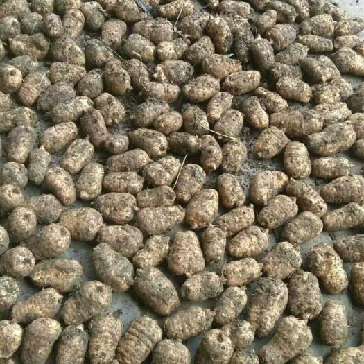 彝良县有需要小草坝天麻的请联系我‘