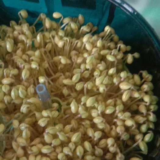 敦化市东升1号大豆 吉林敦化产690，东生一号芽豆，现货出售200吨
