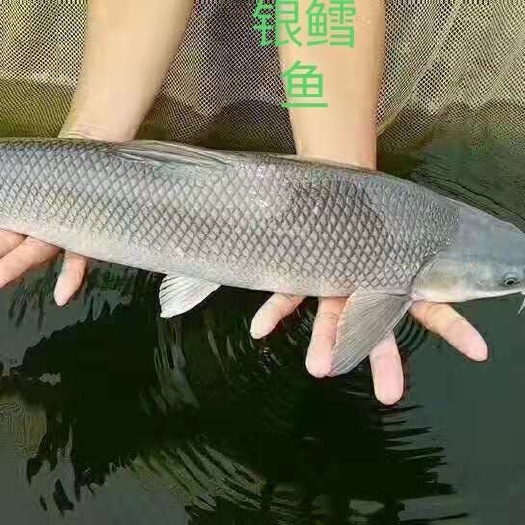 中山市银鳕鱼苗 大量现货批发