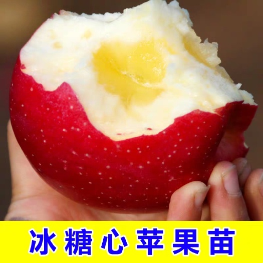 平邑县红露苹果苗 红肉苹果苗