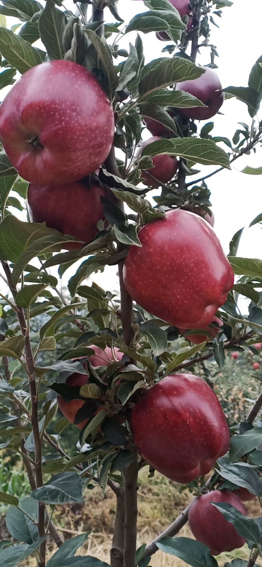 新红星苹果  高山有机绿色无污染红星