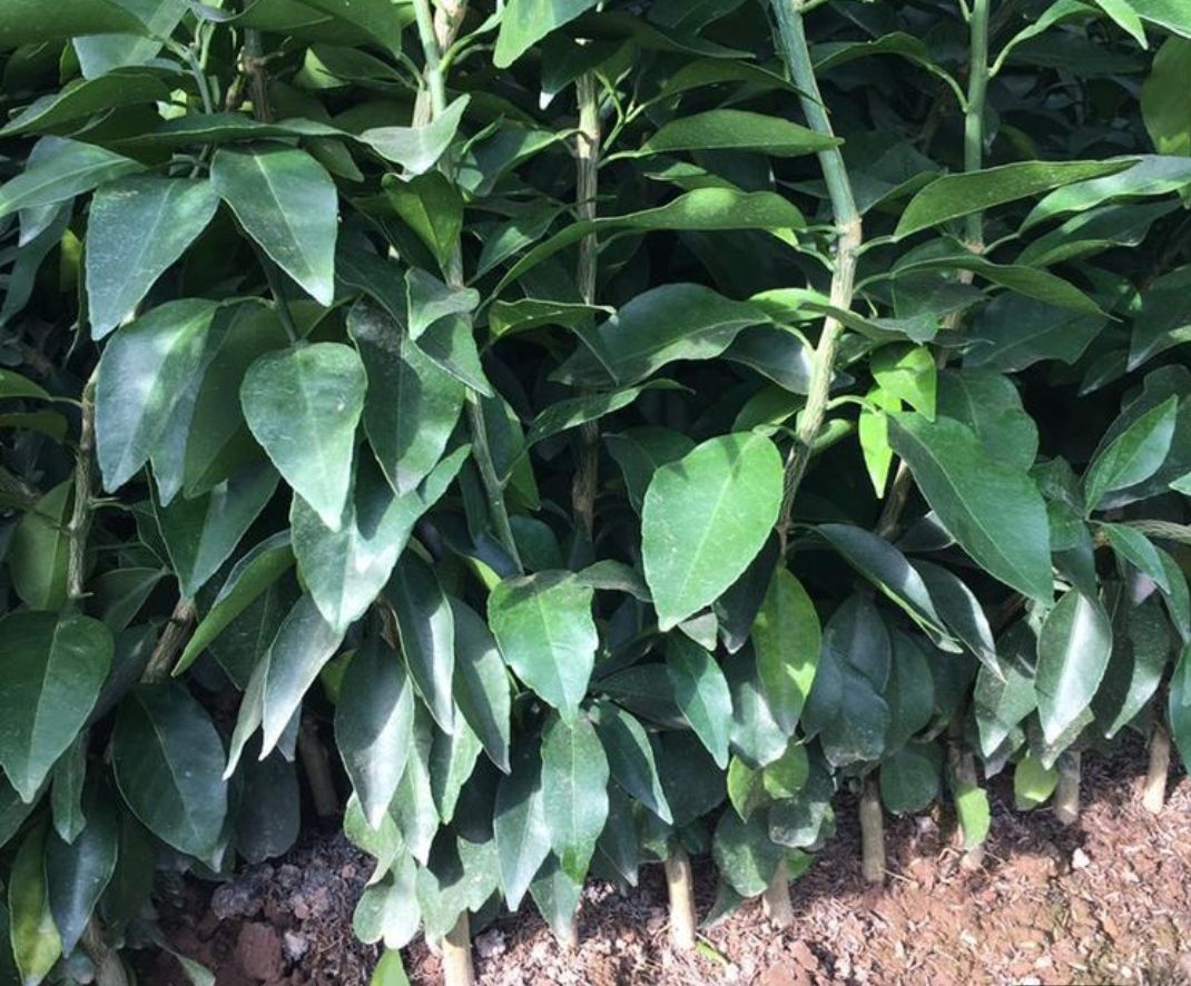 爱媛38号柑桔苗  爱嫒38号柑桔苗，爱嫒38号果冻橙苗。