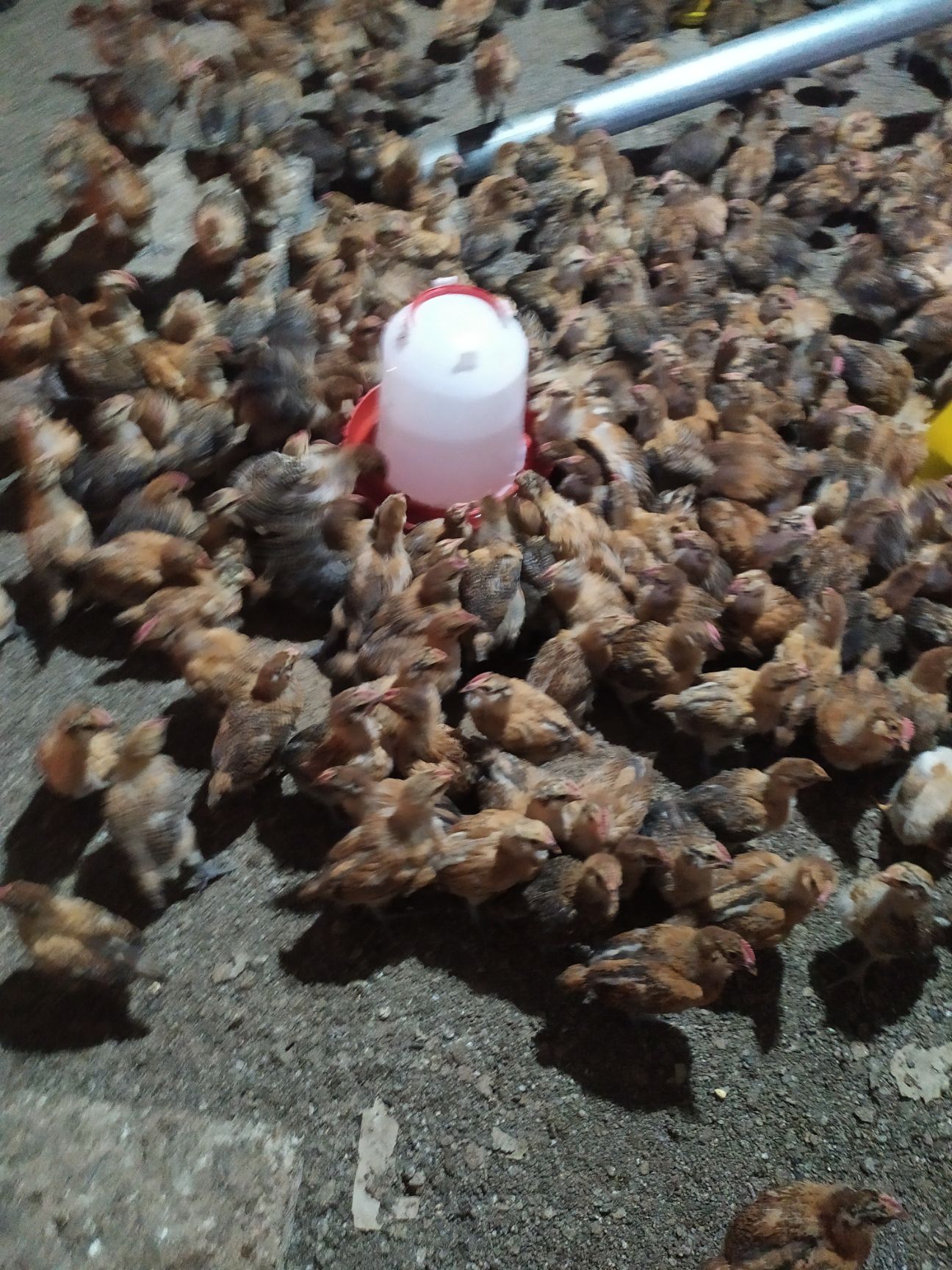 麻鸡苗  快大型青脚麻脱温苗