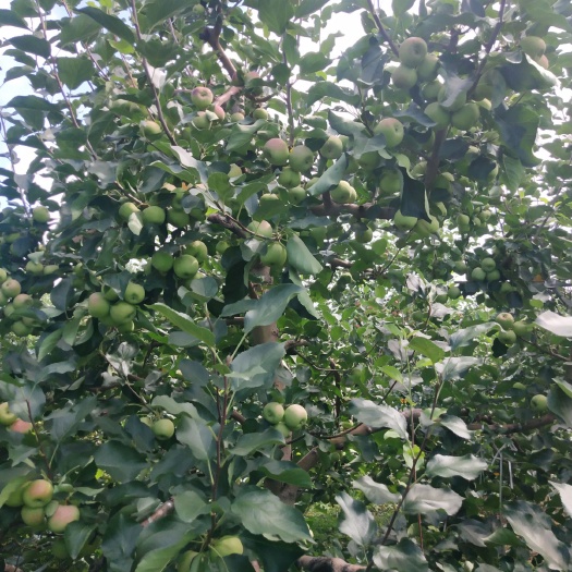 磐石市鸡心果苹果 东北龙峰苹果，口感好