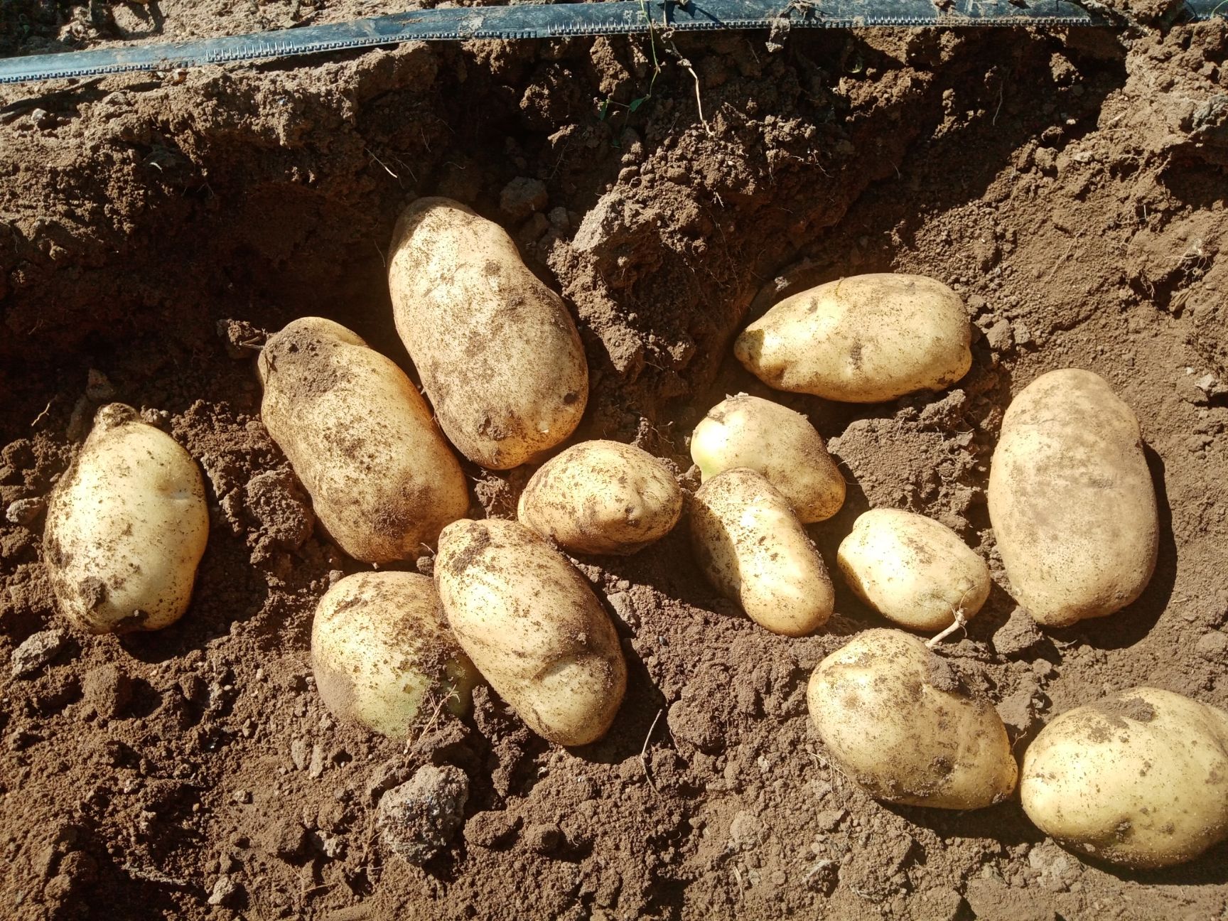 优质226土豆   产地直发