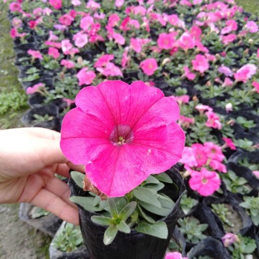 成都 牵牛花，矮牵牛花小杯苗，矮牵牛种植基地直销